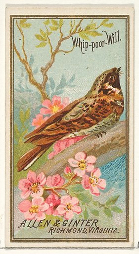 Whip-poor-Will, from the Birds of America series (N4) for Allen & Ginter Cigarettes Brands