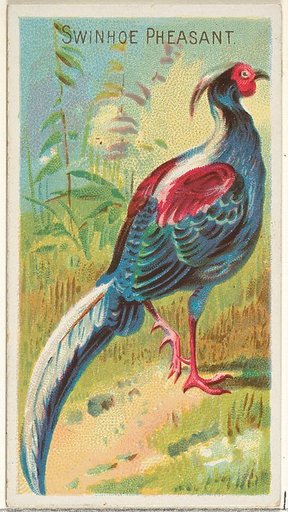 Swinhoe Pheasant, from the Birds of the Tropics series (N5) for Allen & Ginter Cigarettes Brands