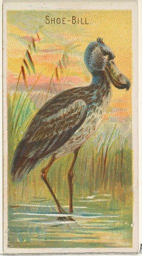 Shoe-Bill, from the Birds of the Tropics series (N5) for Allen & Ginter Cigarettes Brands