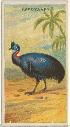 Cassowary, from the Birds of the Tropics series (N5) for Allen & Ginter Cigarettes Brands