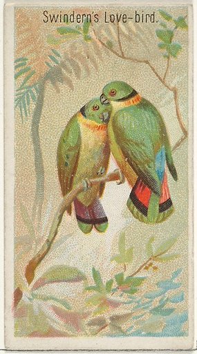 Swindern's Love-Bird, from the Birds of the Tropics series (N5) for Allen & Ginter Cigarettes Brands