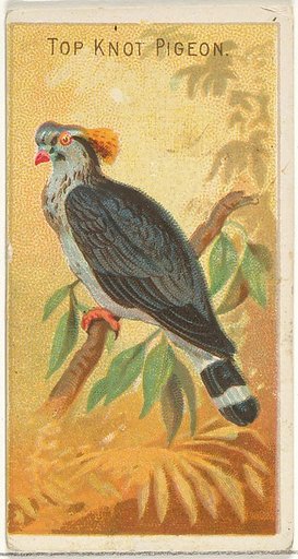 Top Knot Pigeon, from the Birds of the Tropics series (N5) for Allen & Ginter Cigarettes Brands