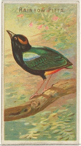 Rainbow Pitta, from the Birds of the Tropics series (N5) for Allen & Ginter Cigarettes Brands