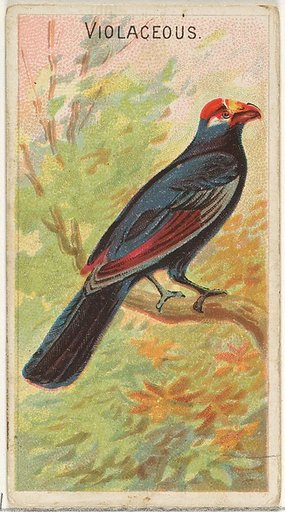 Violaceous, from the Birds of the Tropics series (N5) for Allen & Ginter Cigarettes Brands