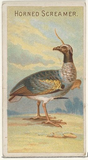 Horned Screamer, from the Birds of the Tropics series (N5) for Allen & Ginter Cigarettes Brands