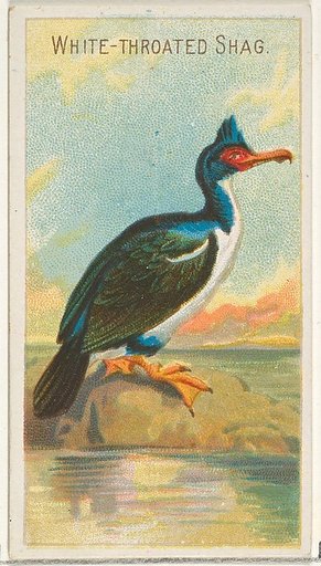 White-Throated Shag, from the Birds of the Tropics series (N5) for Allen & Ginter Cigarettes Brands