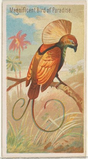 Magnificent Bird of Paradise, from the Birds of the Tropics series (N5) for Allen & Ginter Cigarettes Brands
