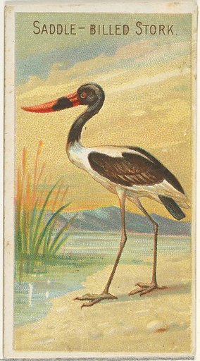 Saddle-Billed Stork, from the Birds of the Tropics series (N5) for Allen & Ginter Cigarettes Brands