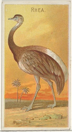Rhea, from the Birds of the Tropics series (N5) for Allen & Ginter Cigarettes Brands