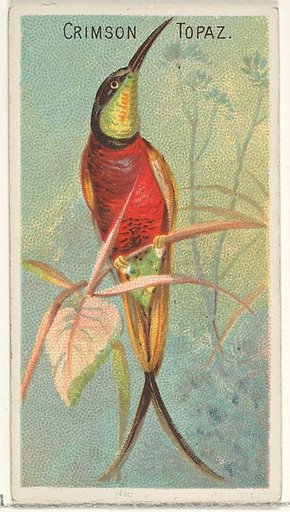 Crimson Topaz, from the Birds of the Tropics series (N5) for Allen & Ginter Cigarettes Brands