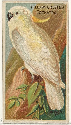 Yellow-Crested Cockatoo, from the Birds of the Tropics series (N5) for Allen & Ginter Cigarettes Brands