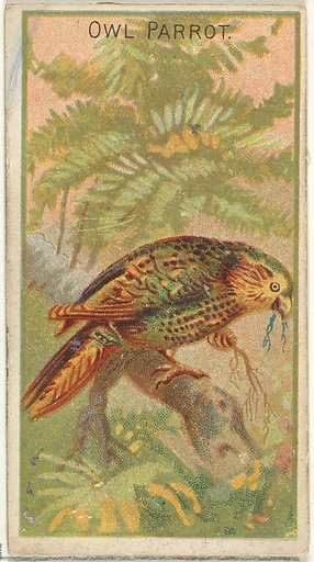 Owl Parrot, from the Birds of the Tropics series (N5) for Allen & Ginter Cigarettes Brands