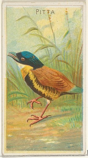 Pitta, from the Birds of the Tropics series (N5) for Allen & Ginter Cigarettes Brands