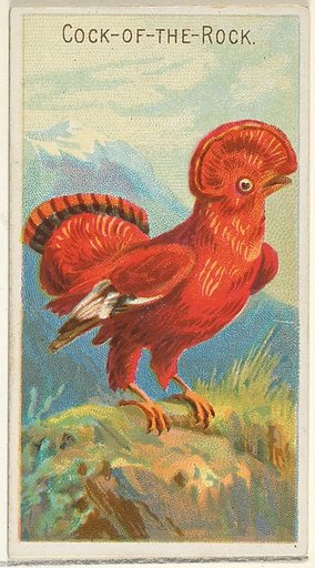 Cock-of-the-Rock, from the Birds of the Tropics series (N5) for Allen & Ginter Cigarettes Brands