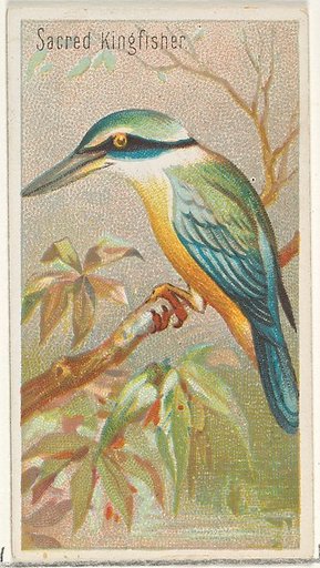 Sacred Kingfisher, from the Birds of the Tropics series (N5) for Allen & Ginter Cigarettes Brands