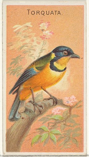 Torquata, from the Birds of the Tropics series (N5) for Allen & Ginter Cigarettes Brands