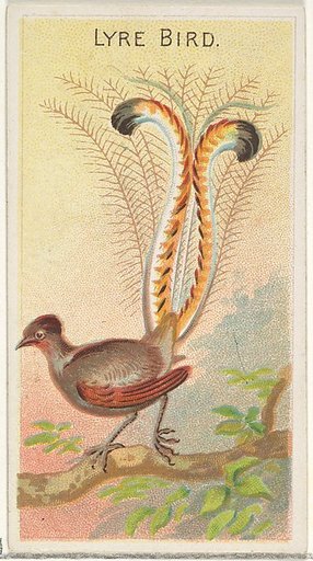 Lyre Bird, from the Birds of the Tropics series (N5) for Allen & Ginter Cigarettes Brands