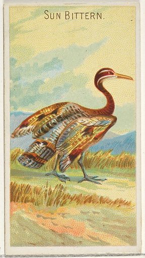 Sun Bittern, from the Birds of the Tropics series (N5) for Allen & Ginter Cigarettes Brands