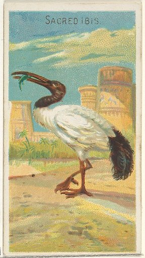 Sacred Ibis, from the Birds of the Tropics series (N5) for Allen & Ginter Cigarettes Brands