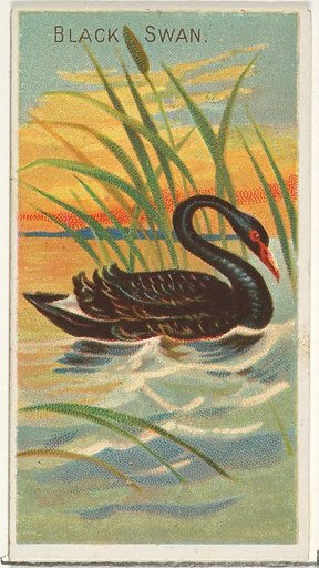 Black Swan, from the Birds of the Tropics series (N5) for Allen & Ginter Cigarettes Brands