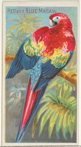Red and Blue Macaw, from the Birds of the Tropics series (N5) for Allen & Ginter Cigarettes Brands