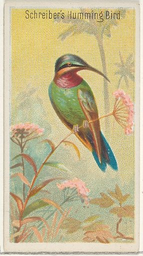 Schreiber's Hummingbird, from the Birds of the Tropics series (N5) for Allen & Ginter Cigarettes Brands