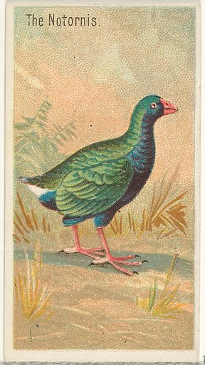 The Notornis, from the Birds of the Tropics series (N5) for Allen & Ginter Cigarettes Brands
