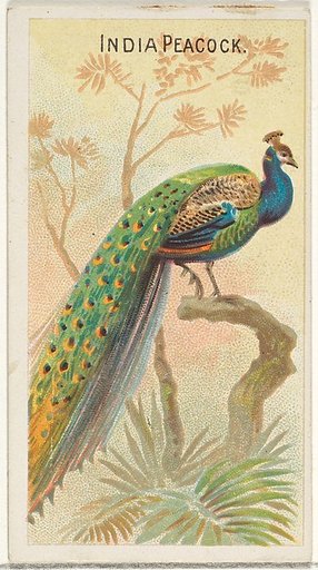 India Peacock, from the Birds of the Tropics series (N5) for Allen & Ginter Cigarettes Brands