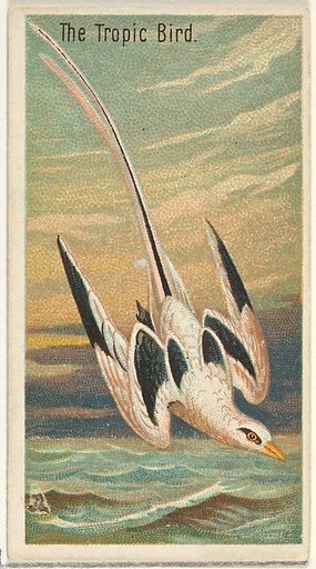 The Tropic Bird, from the Birds of the Tropics series (N5) for Allen & Ginter Cigarettes Brands