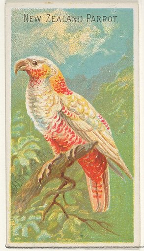 New Zealand Parrot, from the Birds of the Tropics series (N5) for Allen & Ginter Cigarettes Brands