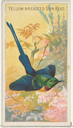 Yellow-Breasted Sun Bird, from the Birds of the Tropics series (N5) for Allen & Ginter Cigarettes Brands