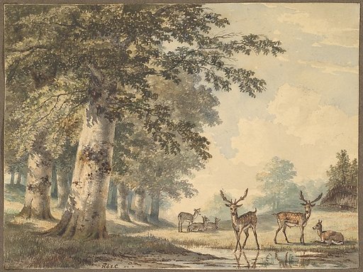 Deer under Beech Trees in Winter