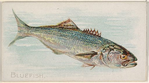 Bluefish, from the Fish from American Waters series (N8) for Allen & Ginter Cigarettes Brands