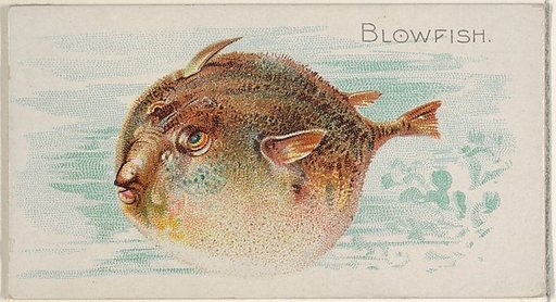 Blowfish, from the Fish from American Waters series (N8) for Allen & Ginter Cigarettes Brands