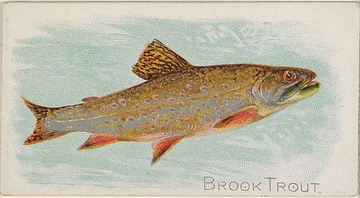 Brook Trout, from the Fish from American Waters series (N8) for Allen & Ginter Cigarettes Brands