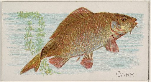 Carp, from the Fish from American Waters series (N8) for Allen & Ginter Cigarettes Brands