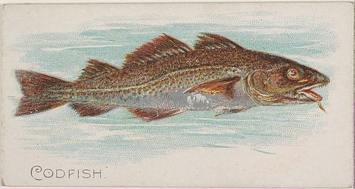 Codfish, from the Fish from American Waters series (N8) for Allen & Ginter Cigarettes Brands