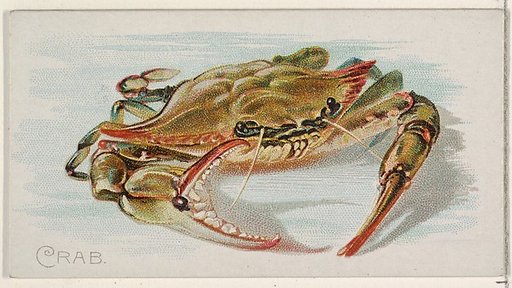 Crab, from the Fish from American Waters series (N8) for Allen & Ginter Cigarettes Brands