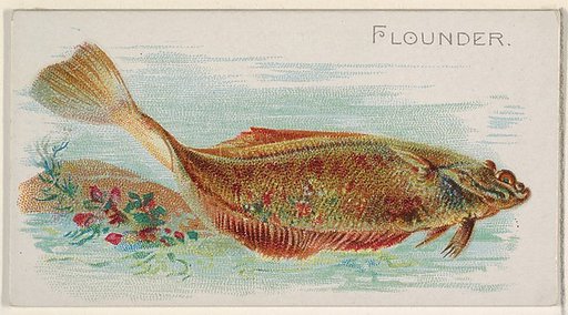Flounder, from the Fish from American Waters series (N8) for Allen & Ginter Cigarettes Brands