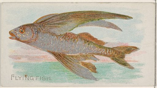 Flying Fish, from the Fish from American Waters series (N8) for Allen & Ginter Cigarettes Brands
