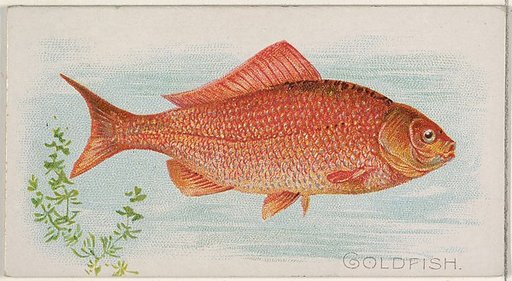 Goldfish, from the Fish from American Waters series (N8) for Allen & Ginter Cigarettes Brands