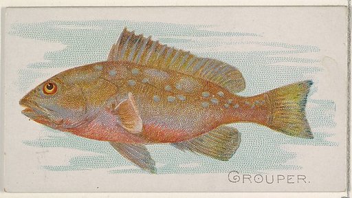 Grouper, from the Fish from American Waters series (N8) for Allen & Ginter Cigarettes Brands
