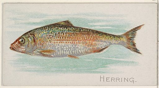 Herring, from the Fish from American Waters series (N8) for Allen & Ginter Cigarettes Brands