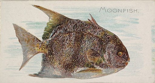 Moonfish, from the Fish from American Waters series (N8) for Allen & Ginter Cigarettes Brands