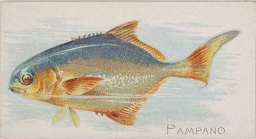 Pampano, from the Fish from American Waters series (N8) for Allen & Ginter Cigarettes Brands