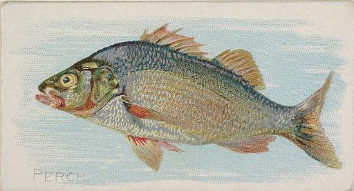Perch, from the Fish from American Waters series (N8) for Allen & Ginter Cigarettes Brands