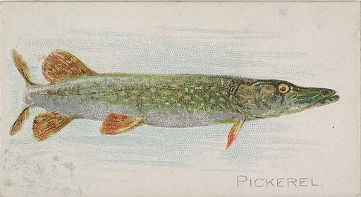 Pickerel, from the Fish from American Waters series (N8) for Allen & Ginter Cigarettes Brands