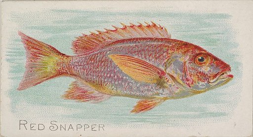 Red Snapper, from the Fish from American Waters series (N8) for Allen & Ginter Cigarettes Brands