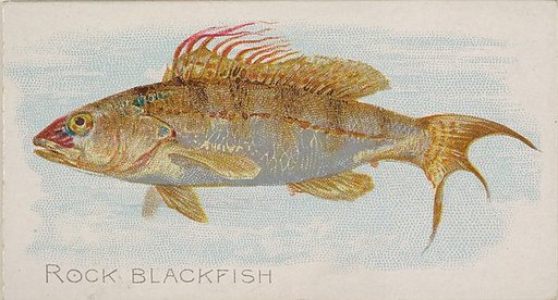 Rock Blackfish, from the Fish from American Waters series (N8) for Allen & Ginter Cigarettes Brands