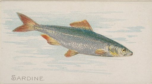 Sardine, from the Fish from American Waters series (N8) for Allen & Ginter Cigarettes Brands